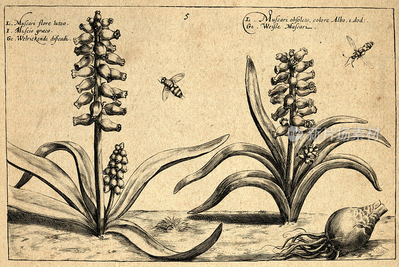 植物艺术印刷，Muscari，葡萄风信子，球茎植物，昆虫，Crispin de Passe，复古插图，17世纪